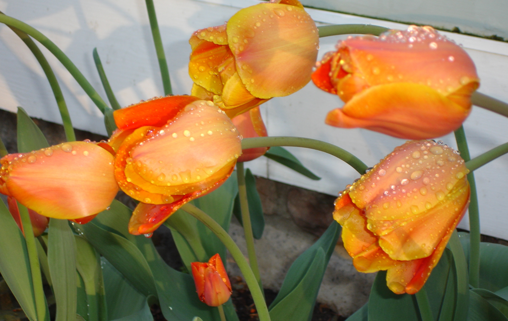Tulips after rain